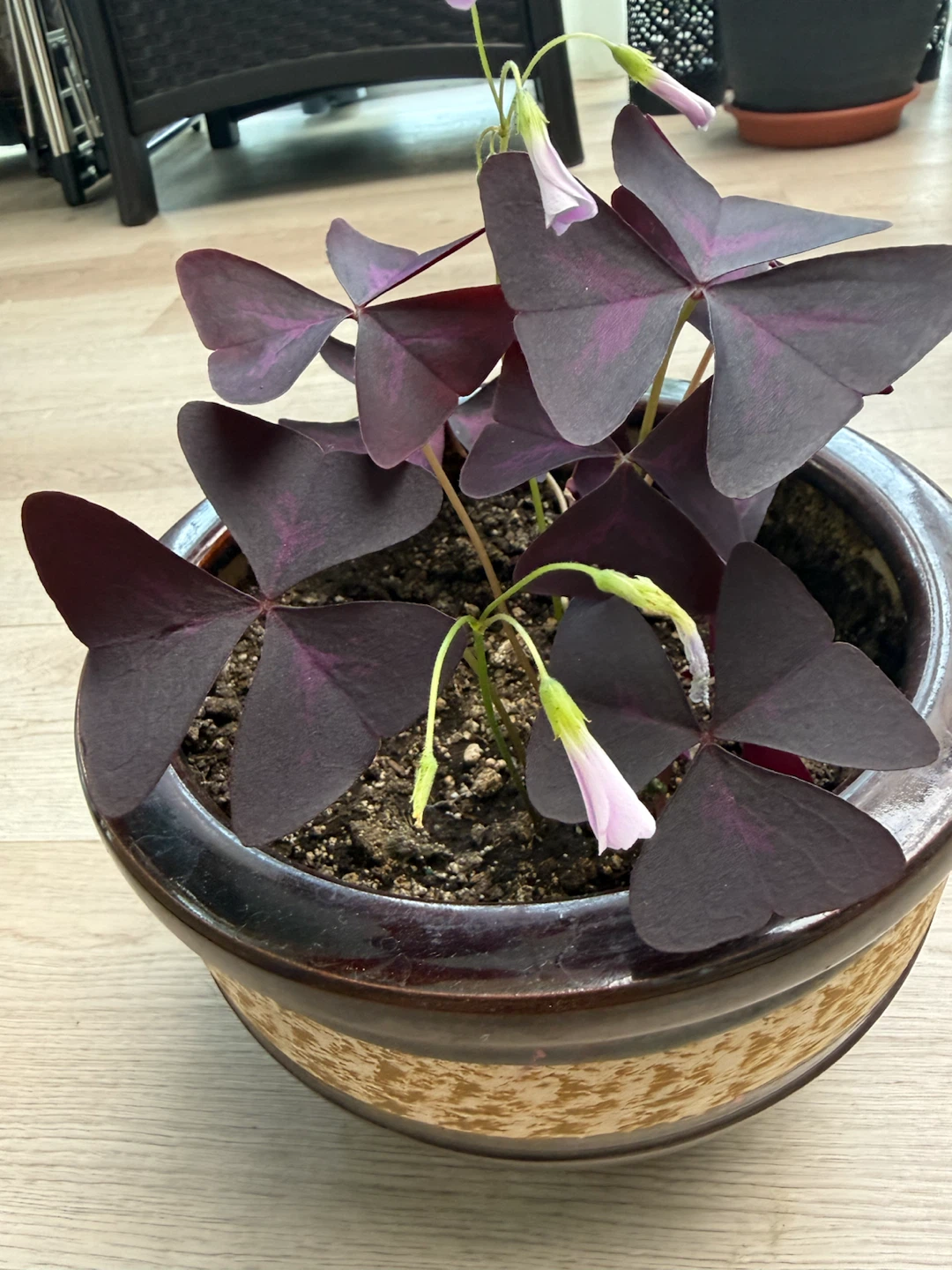 Oxalis Triangularis Plant in Decorative Pot