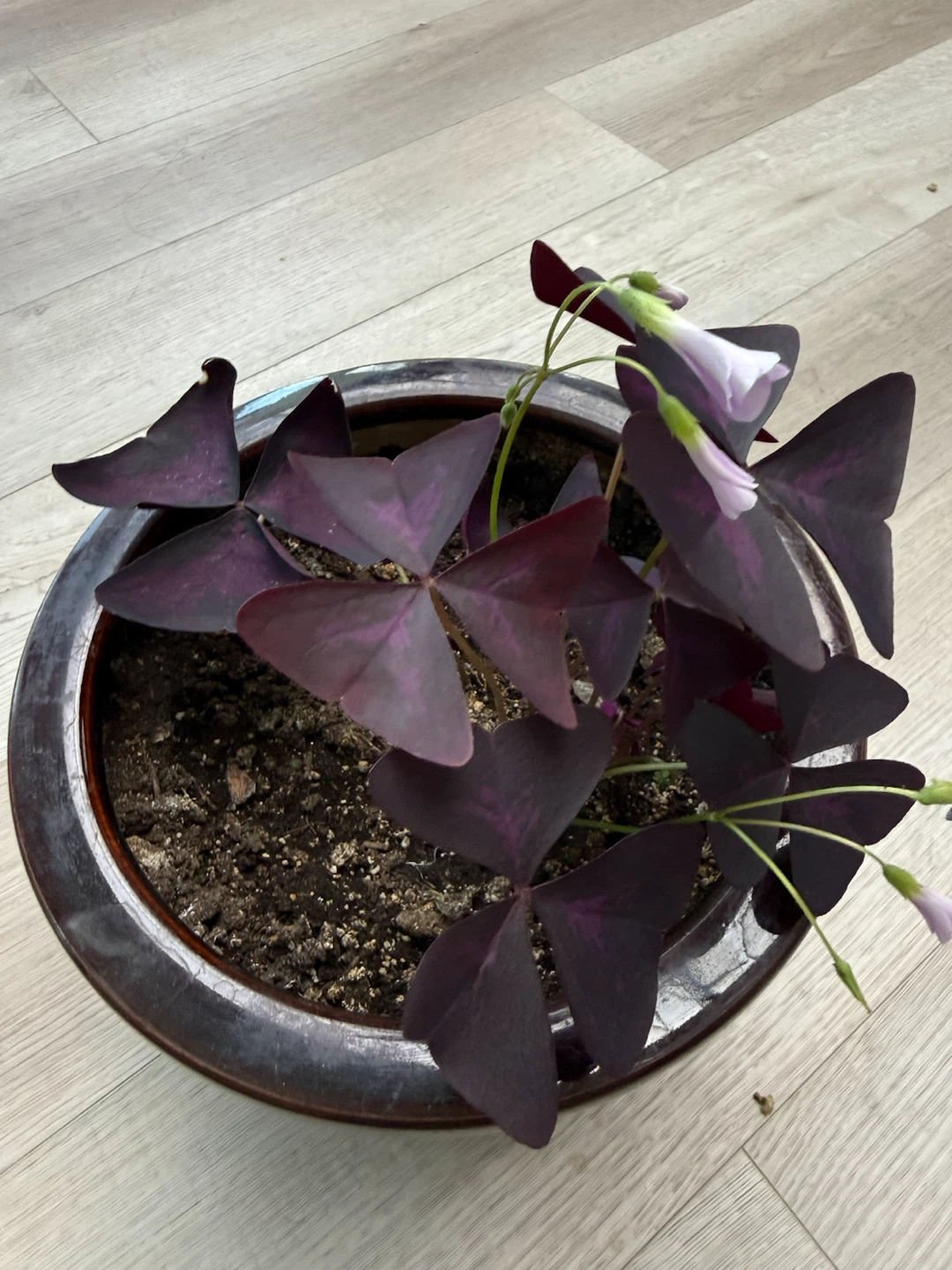 Oxalis Triangularis Plant in Decorative Pot - photo 2