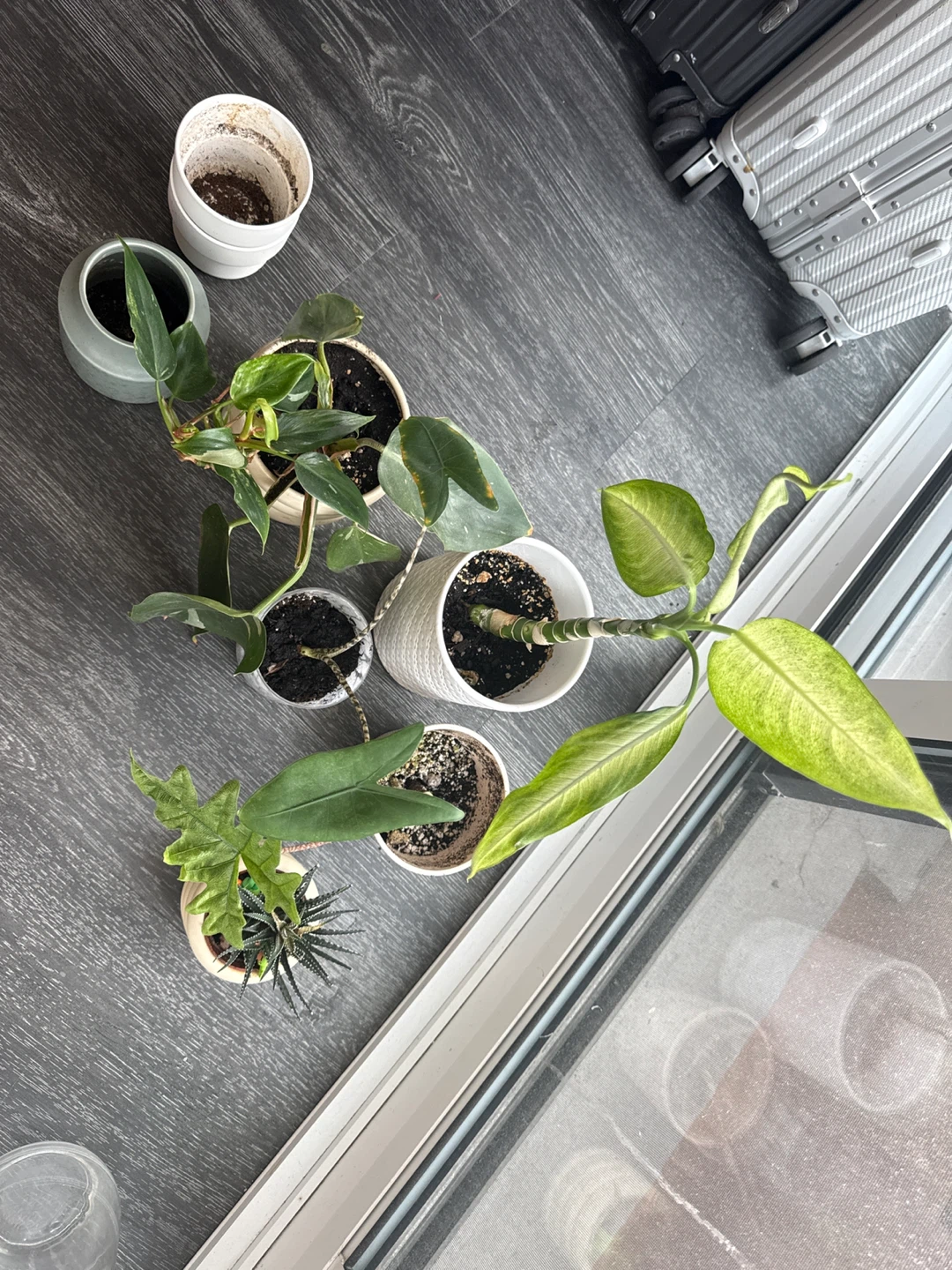 Assorted Potted Houseplants - photo 2