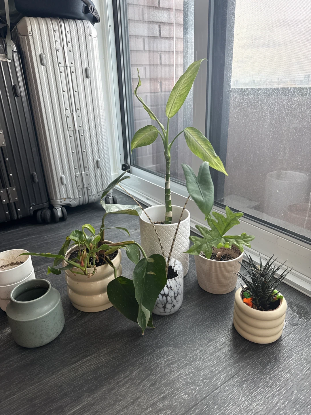 Assorted Potted Houseplants - photo 3