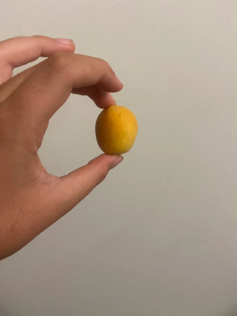 Yellow Apricot