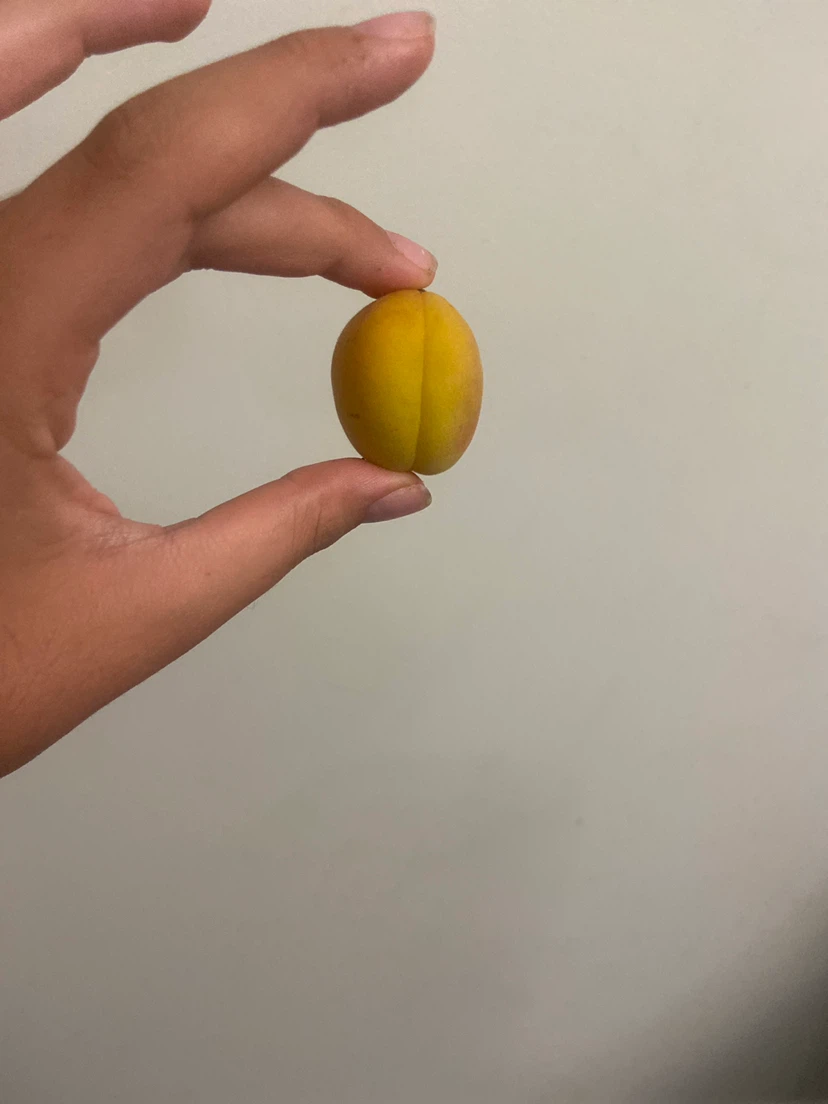 Yellow Apricot - photo 2