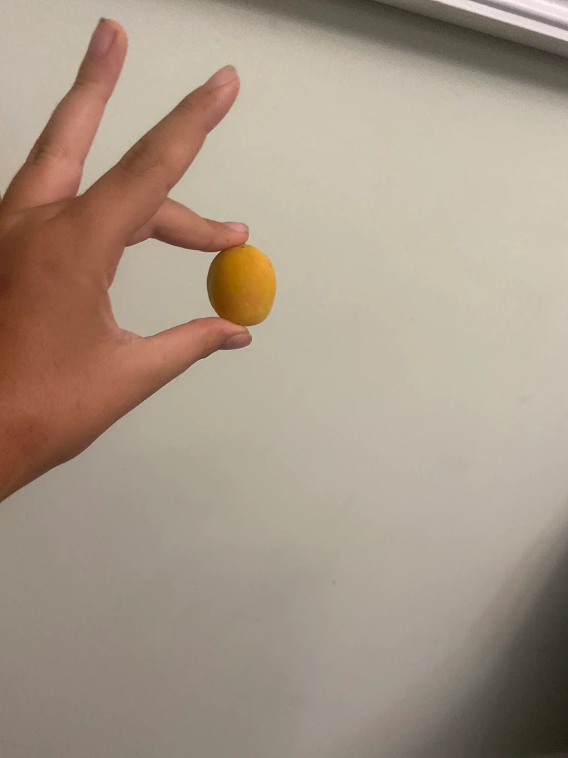 Yellow Apricot - photo 3