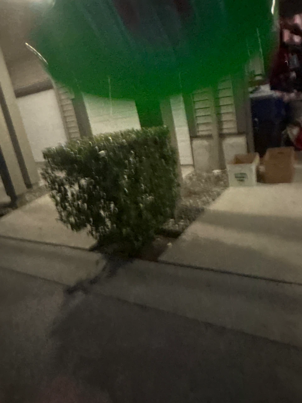 Green Pizza Fresh Sauce Flying Disc - photo 2