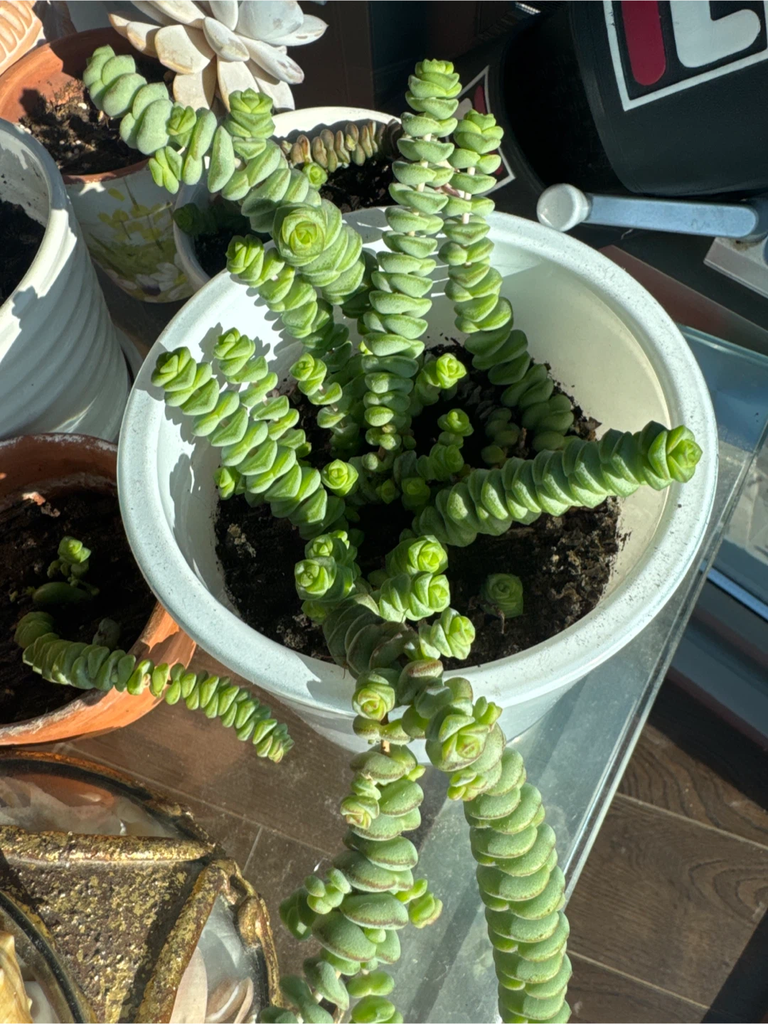 Crassula rupestris succulent plant