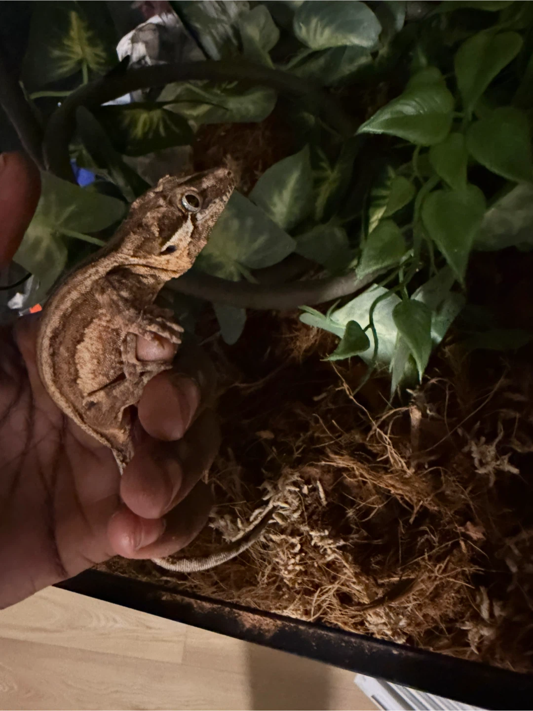 Gargoyle Gecko for Sale - photo 2