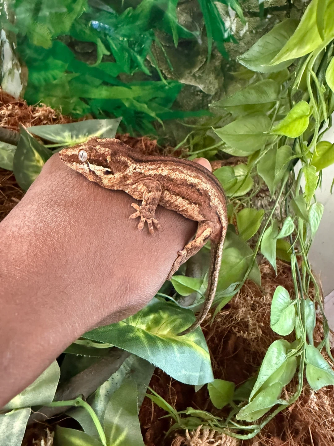 Gargoyle Gecko for Sale - photo 3