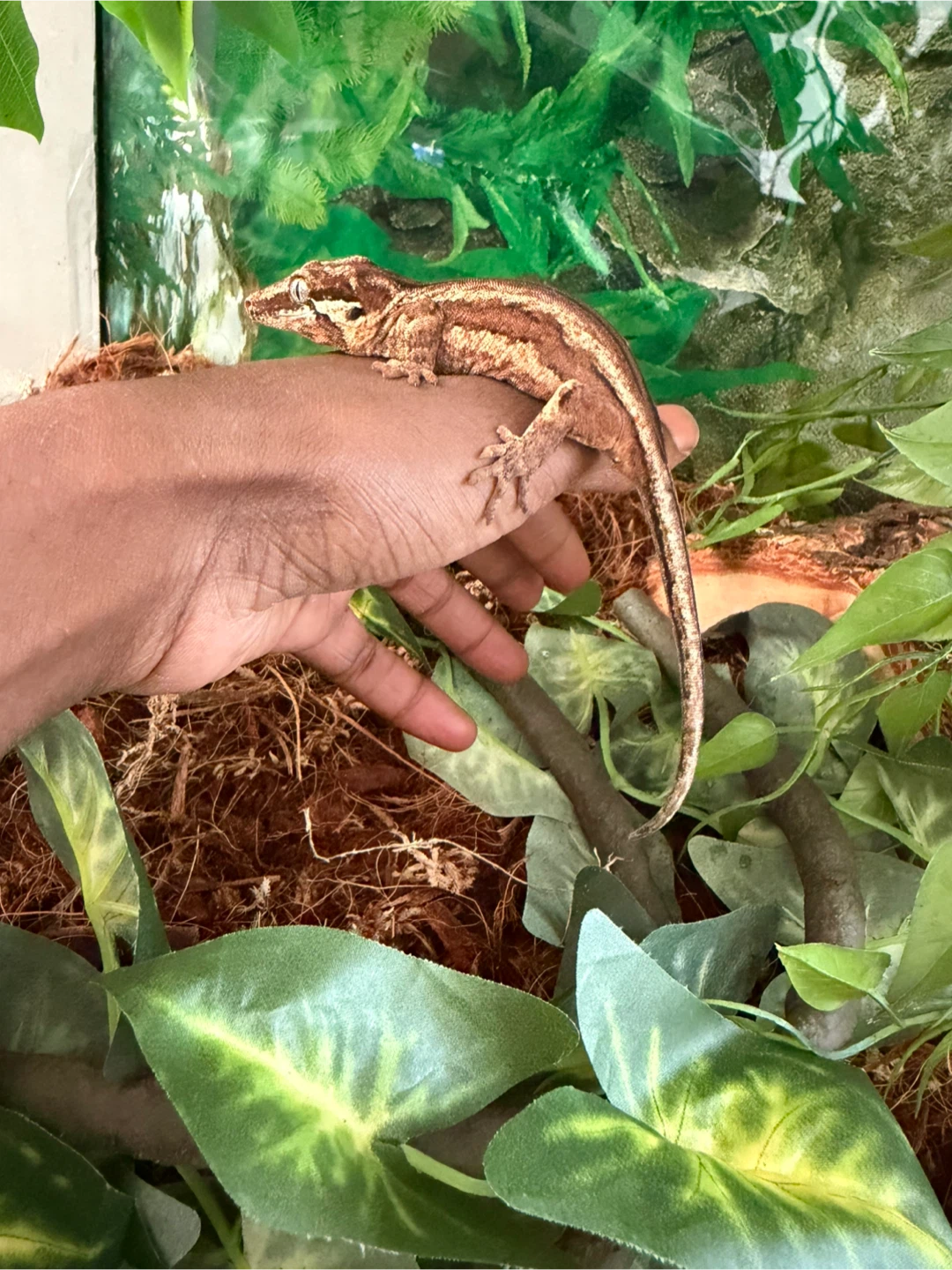 Gargoyle Gecko for Sale - photo 4