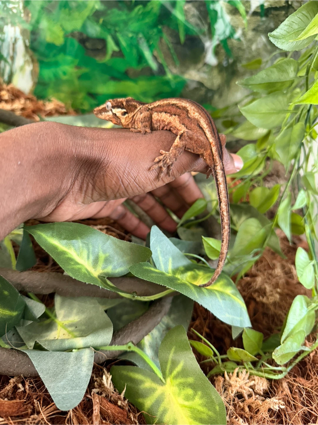 Gargoyle Gecko for Sale - photo 5