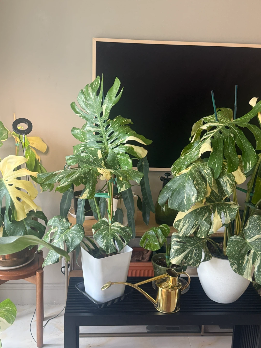 Large size Monstera Thai con Plant