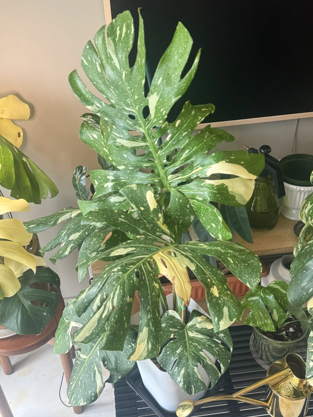 Large size Monstera Thai con Plant - photo 2