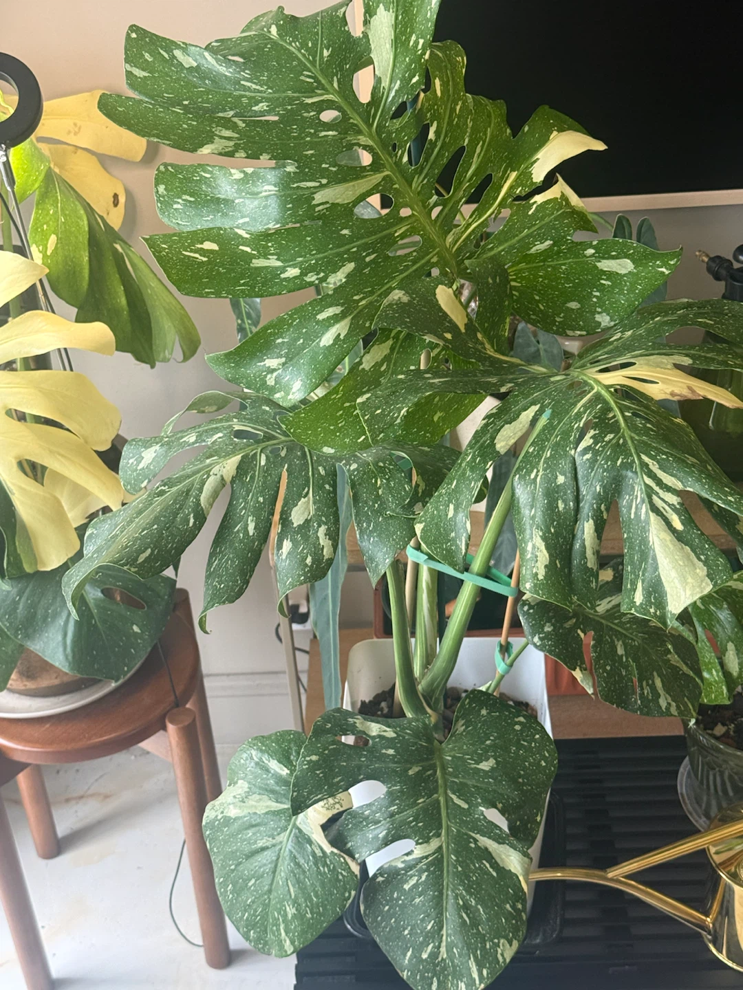 Large size Monstera Thai con Plant - photo 3