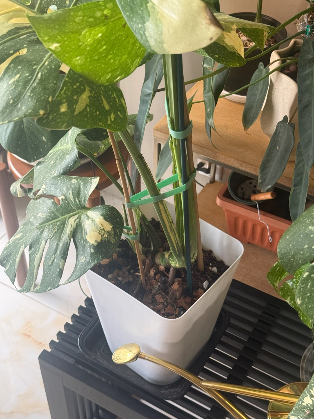 Large size Monstera Thai con Plant - photo 4
