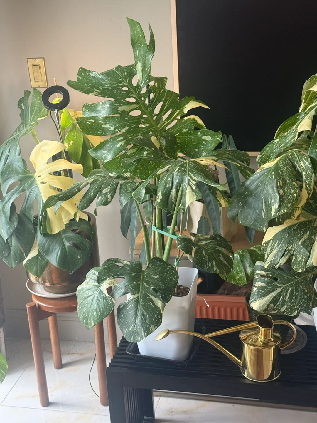 Large size Monstera Thai con Plant - photo 5
