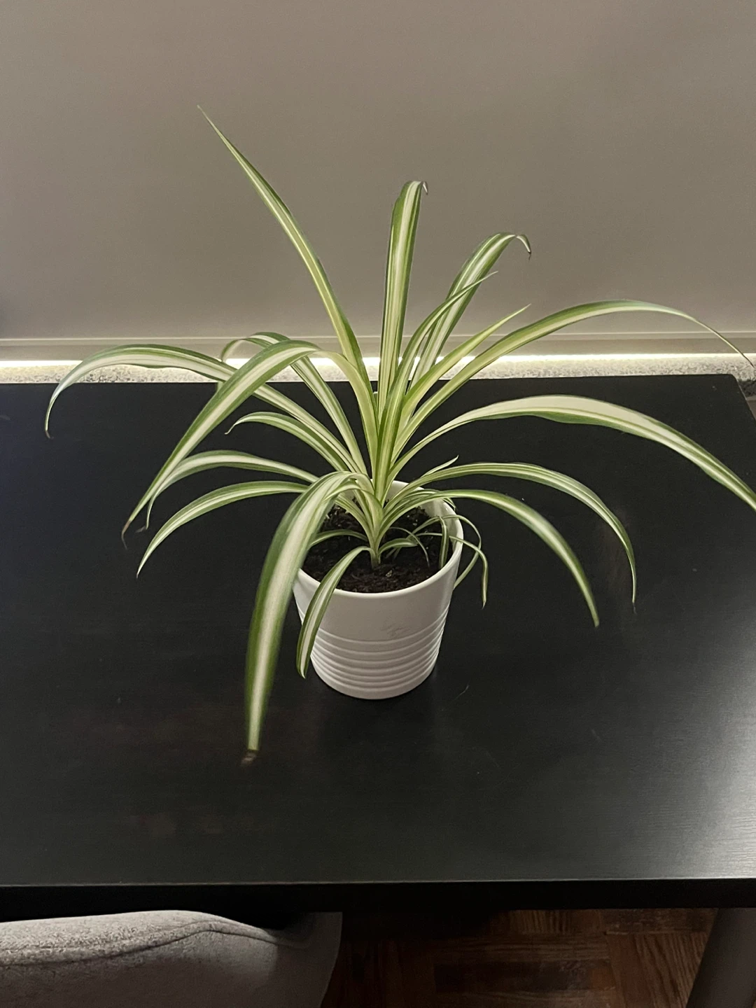 Spider Plant in White Pot