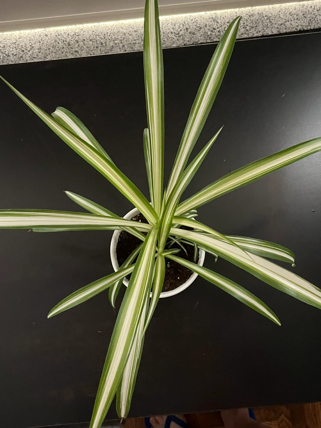 Spider Plant in White Pot - photo 2
