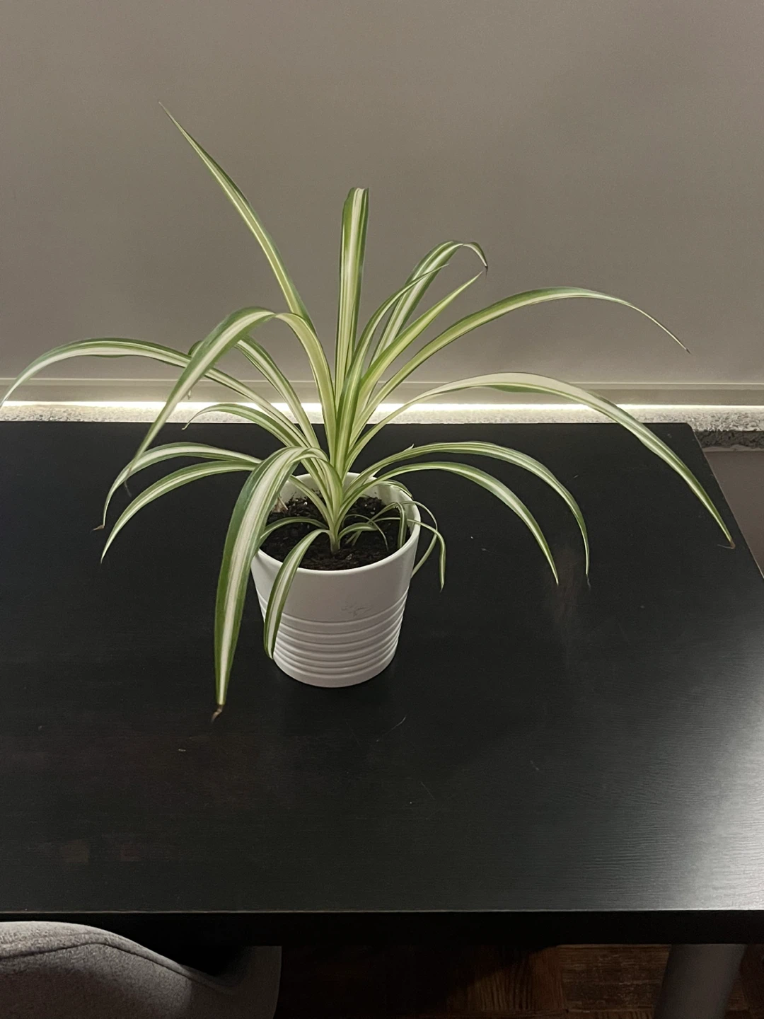 Spider Plant in White Pot - photo 3