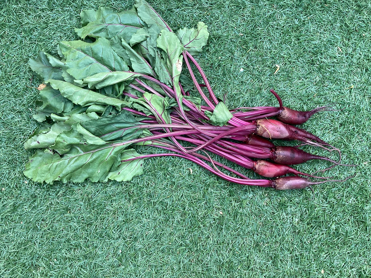 Fresh Acreage Beets