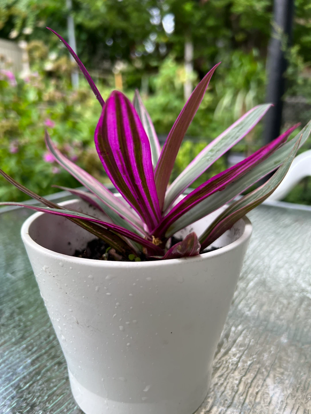 Tradescantia Tricolor Plant in White Pot