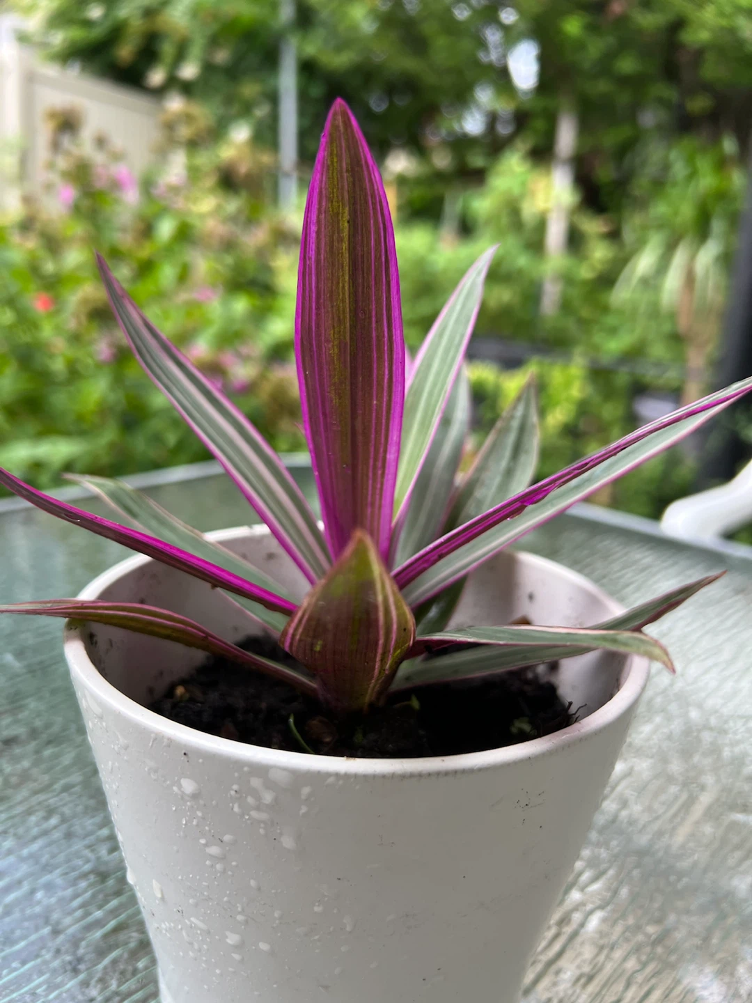 Tradescantia Tricolor Plant in White Pot - photo 2