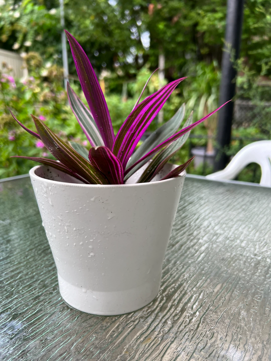 Tradescantia Tricolor Plant in White Pot - photo 3