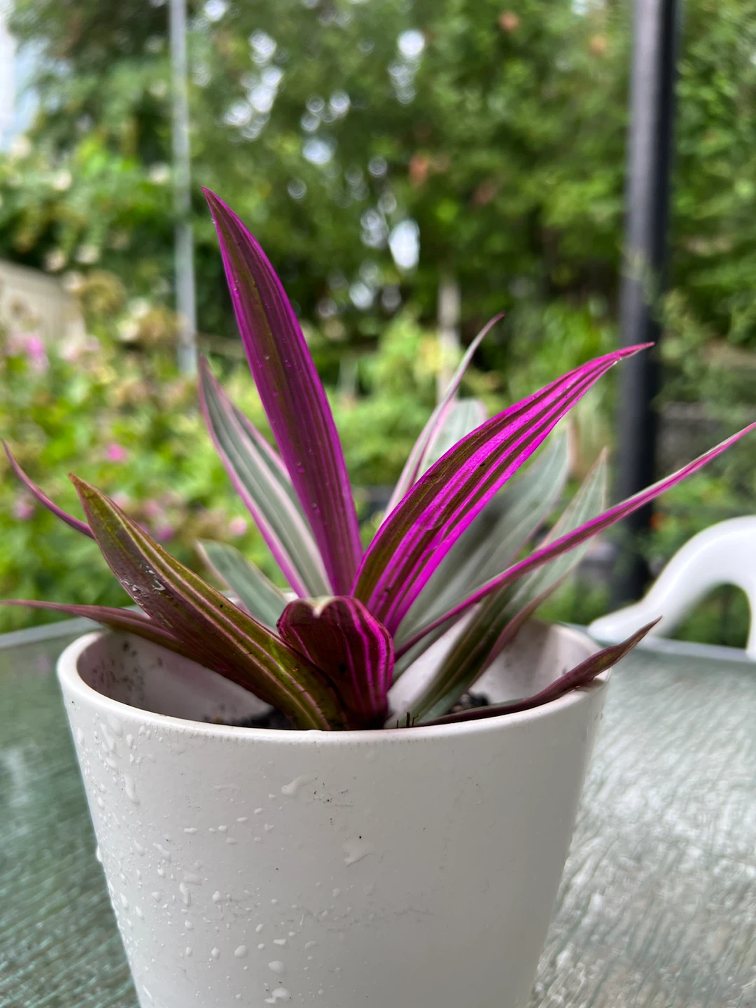 Tradescantia Tricolor Plant in White Pot - photo 4