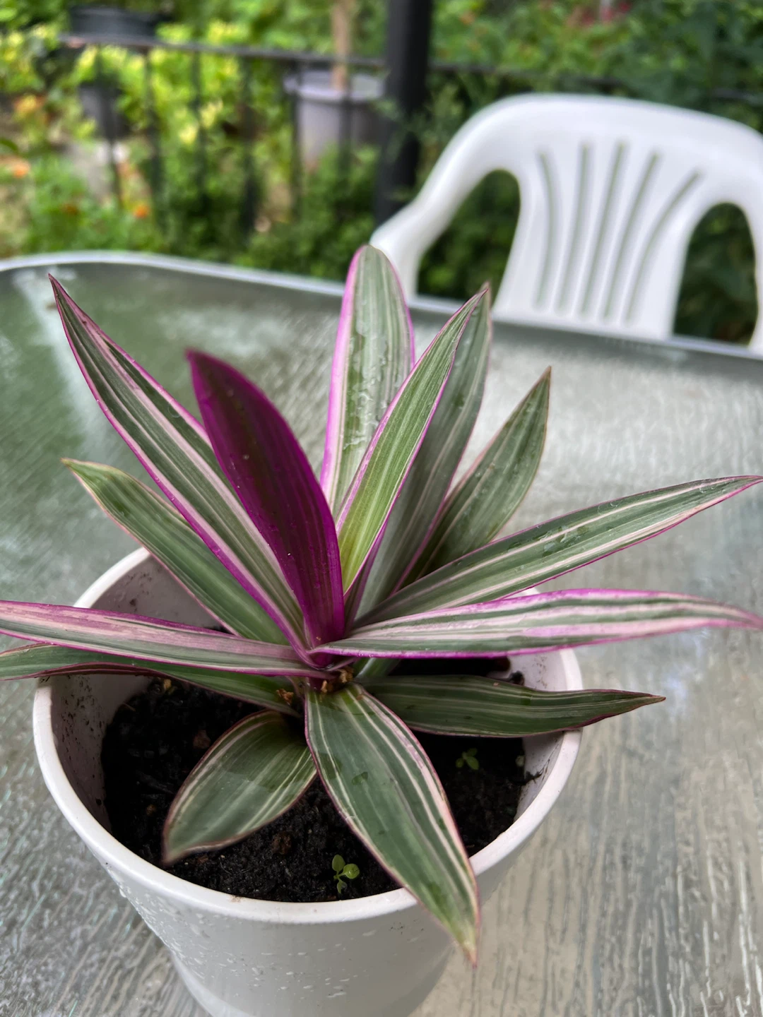 Tradescantia Tricolor Plant in White Pot - photo 5