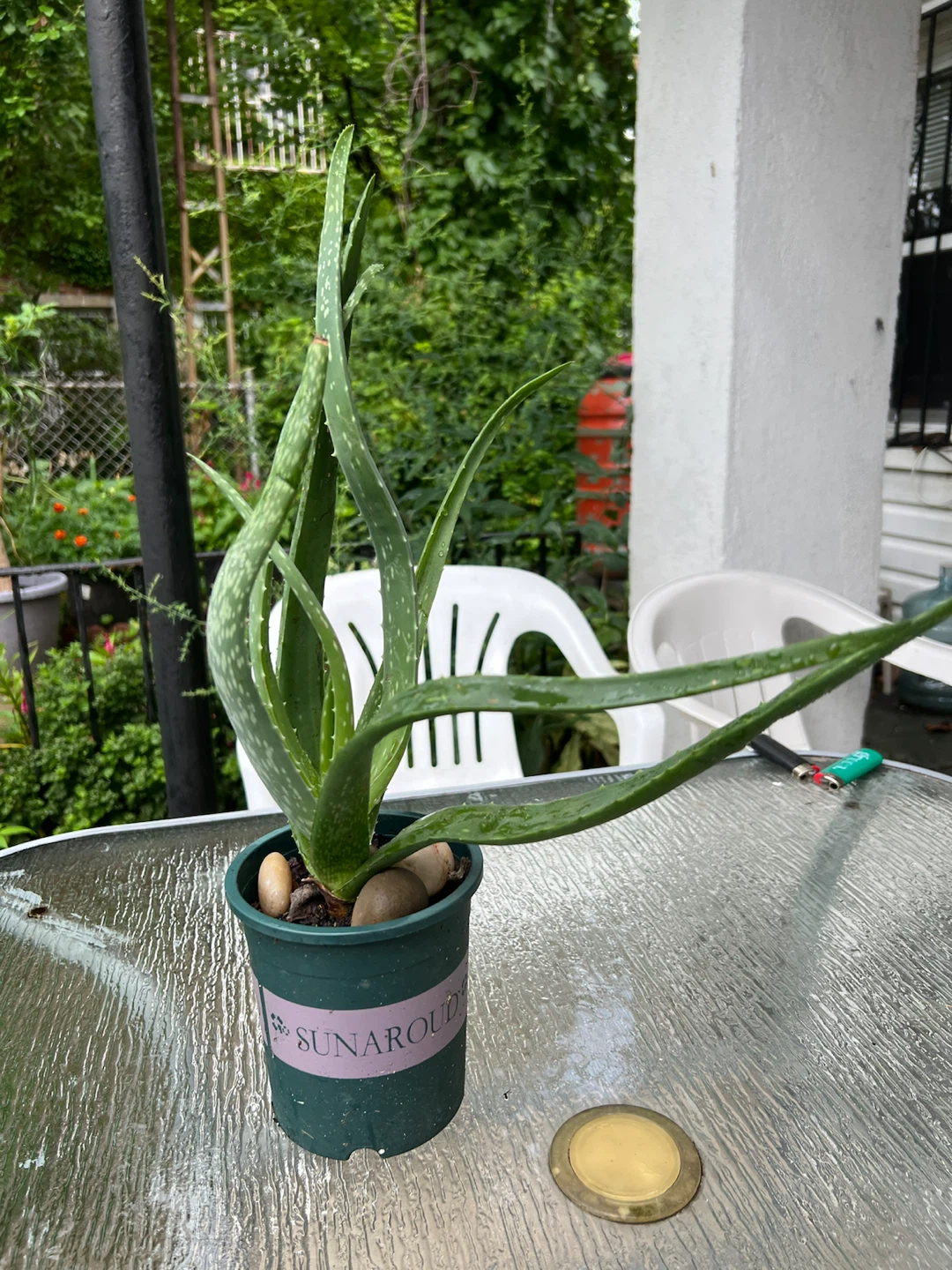 Aloe Vera Plant in Pot