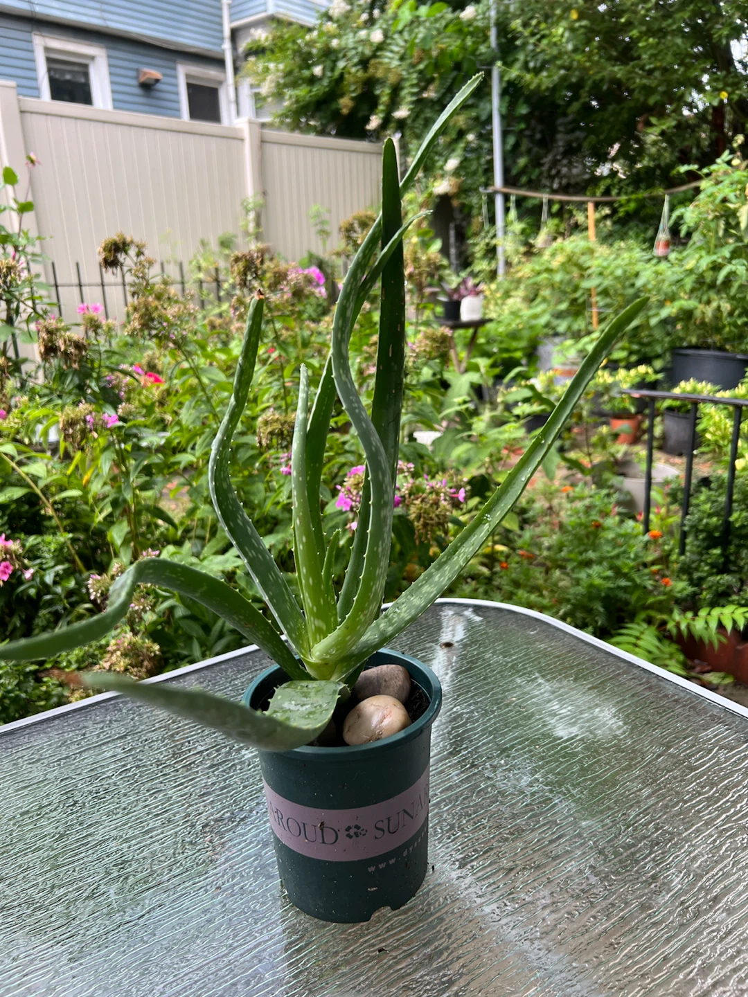 Aloe Vera Plant in Pot - photo 2