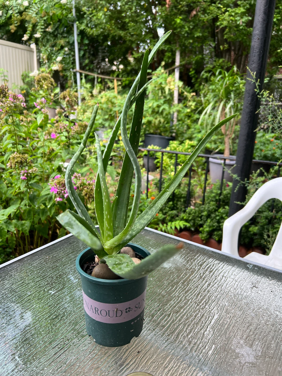 Aloe Vera Plant in Pot - photo 3