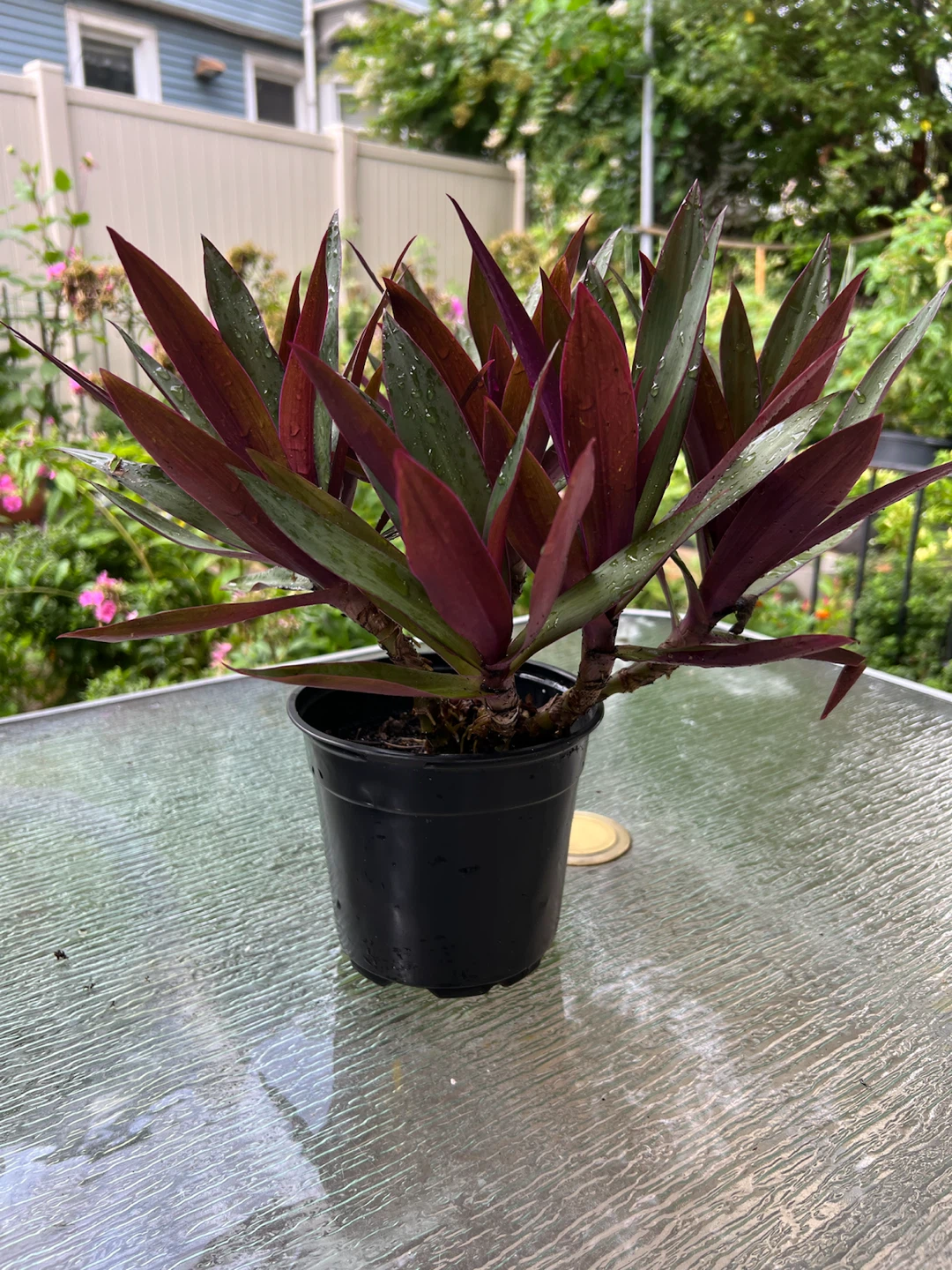 Tradescantia Spathacea Plant (Moses-in-the-Cradle)