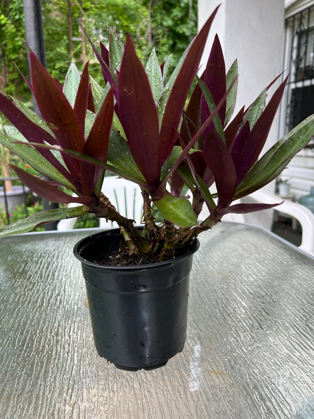 Tradescantia Spathacea Plant (Moses-in-the-Cradle) - photo 2