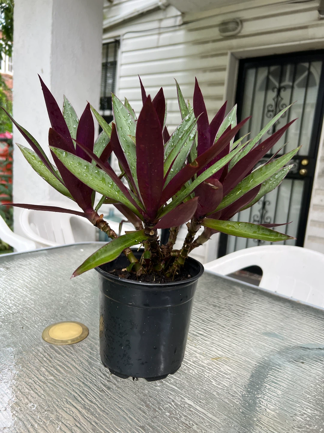 Tradescantia Spathacea Plant (Moses-in-the-Cradle) - photo 3