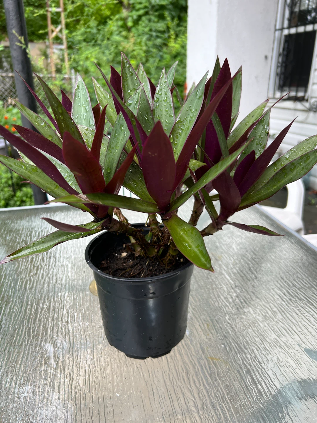 Tradescantia Spathacea Plant (Moses-in-the-Cradle) - photo 4