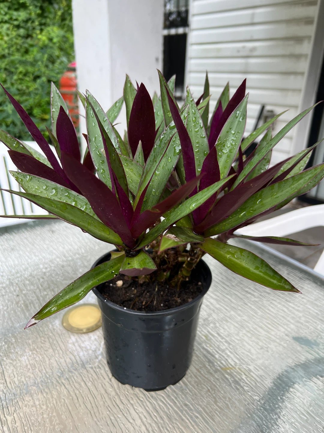 Tradescantia Spathacea Plant (Moses-in-the-Cradle) - photo 5