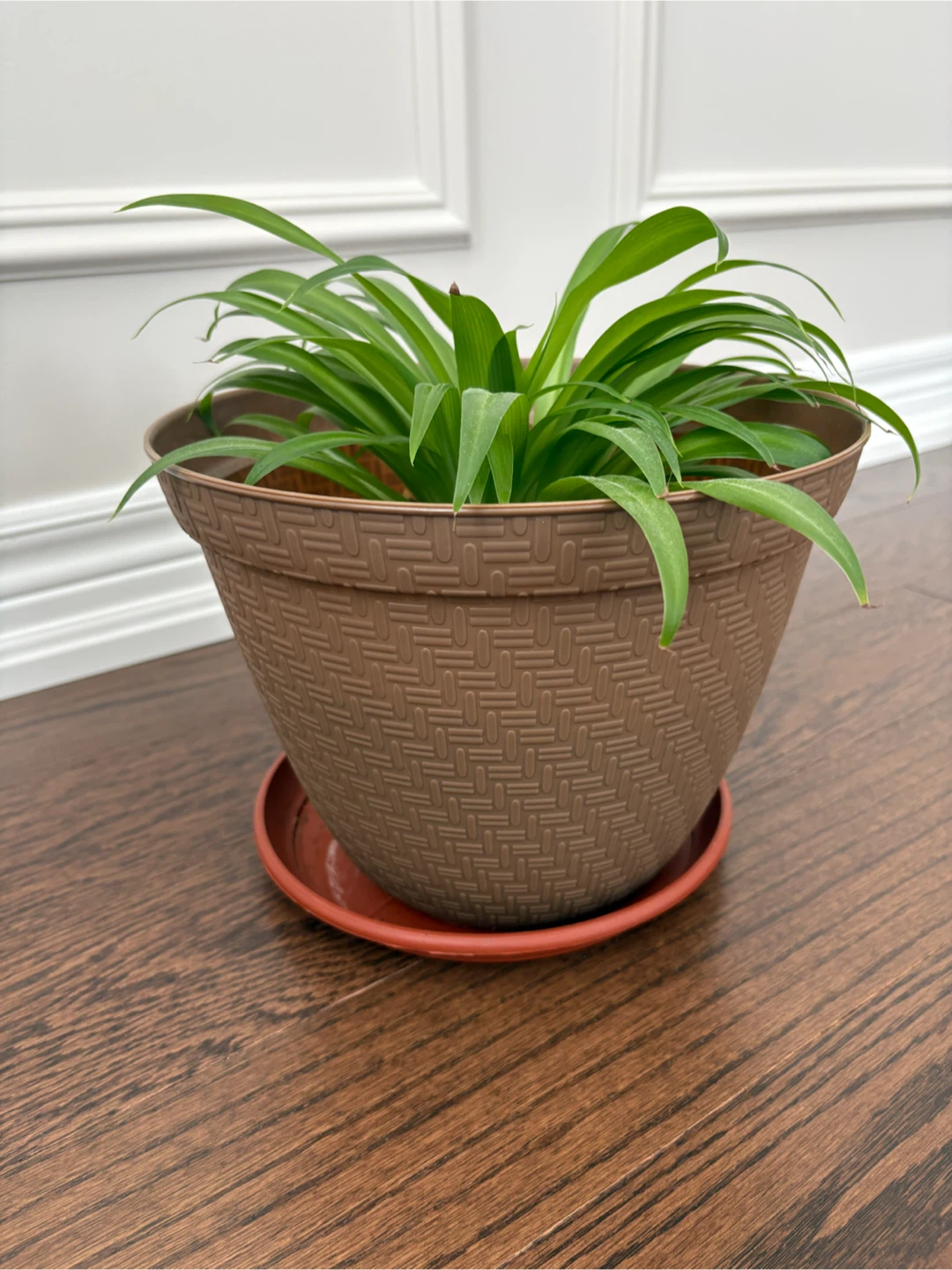 Spider Plant in Decorative Pot with Saucer