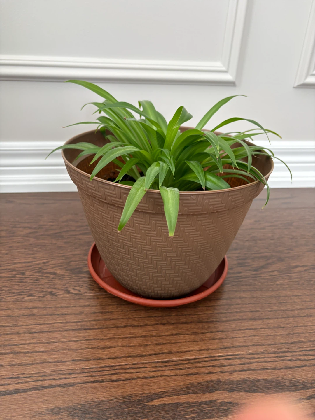 Spider Plant in Decorative Pot with Saucer - photo 2