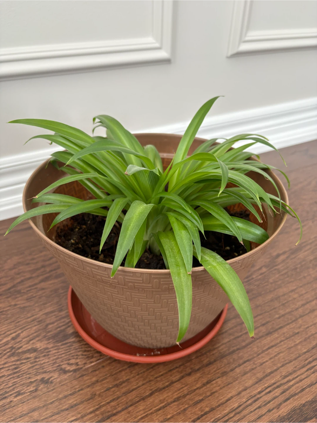 Spider Plant in Decorative Pot with Saucer - photo 3