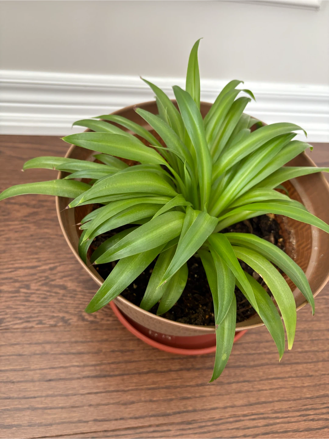 Spider Plant in Decorative Pot with Saucer - photo 4