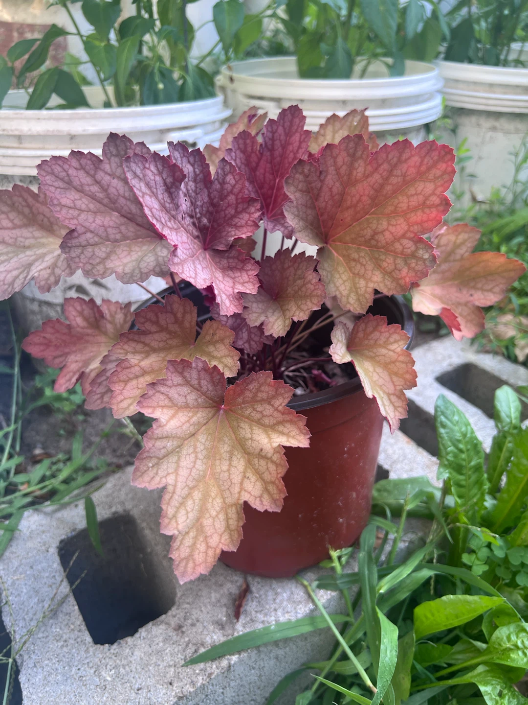 Perennial Heuchera Plant