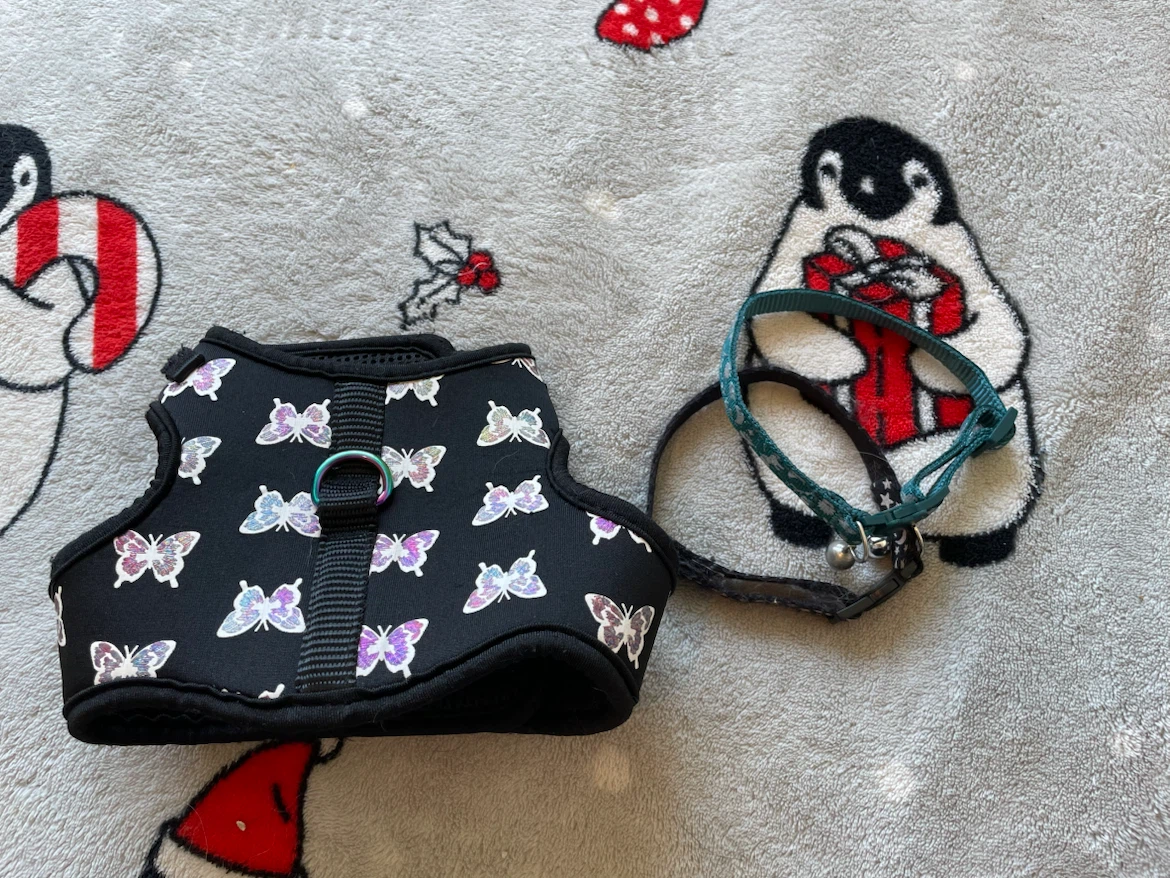 Cat Harness & Collars Set