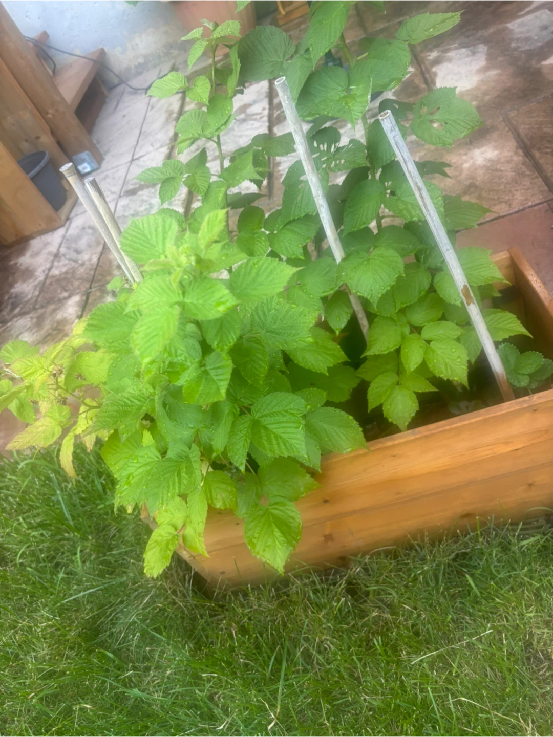 Raspberry Plants perennial and Wooden Planter