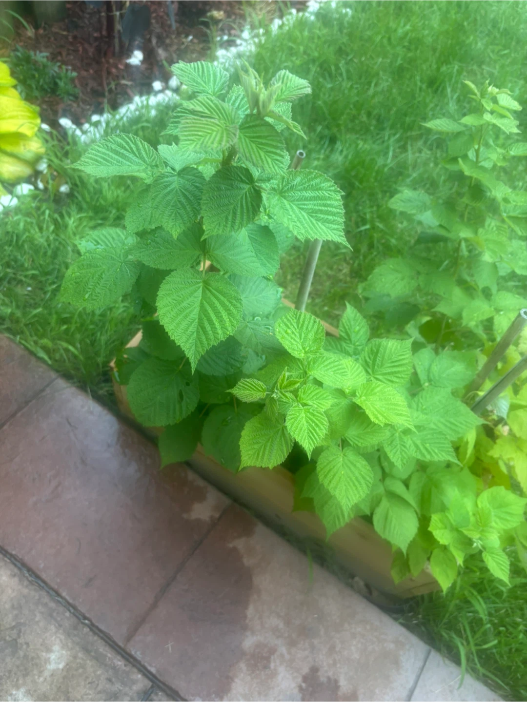 Raspberry Plants perennial and Wooden Planter - photo 2