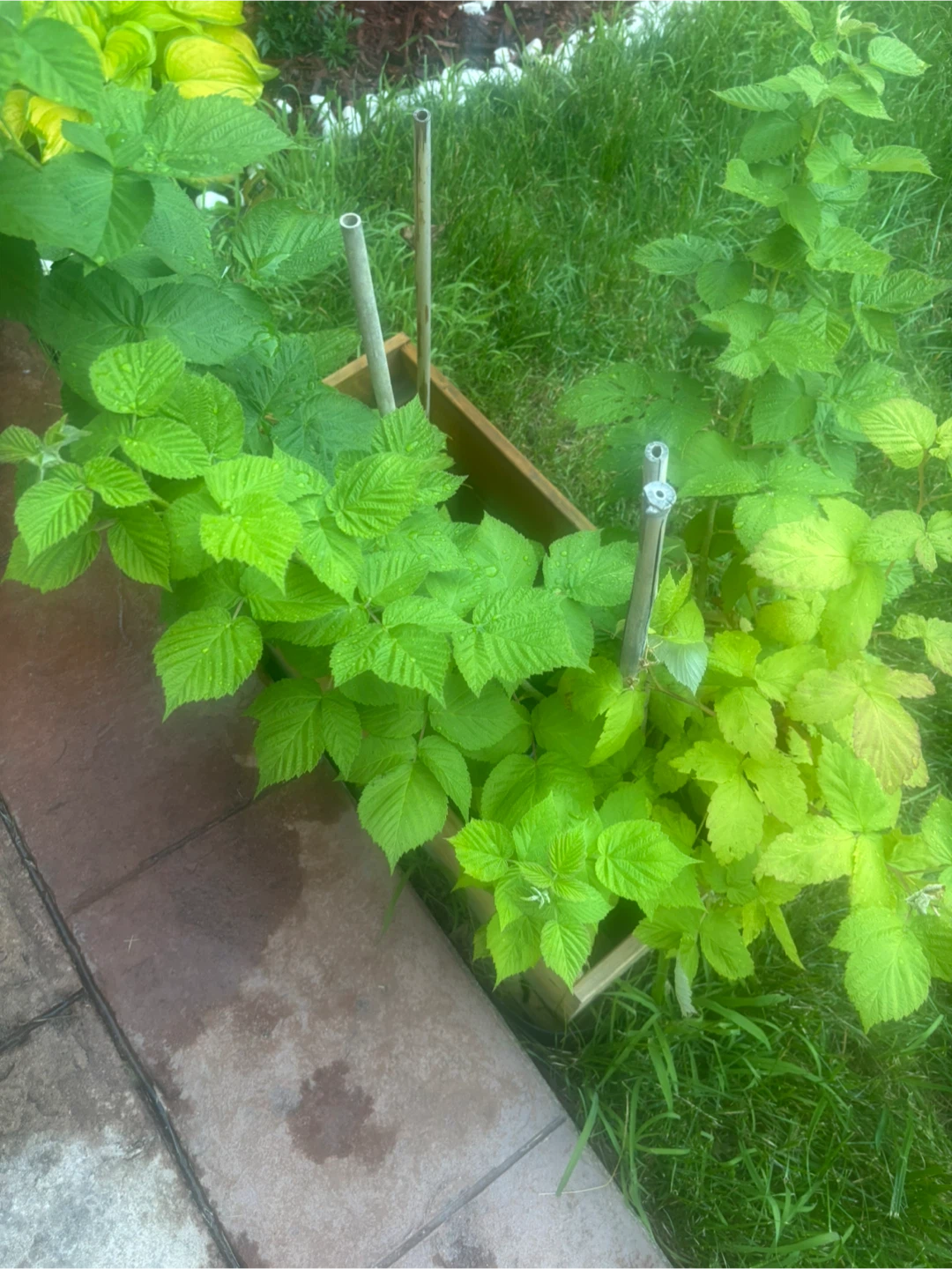 Raspberry Plants perennial and Wooden Planter - photo 3