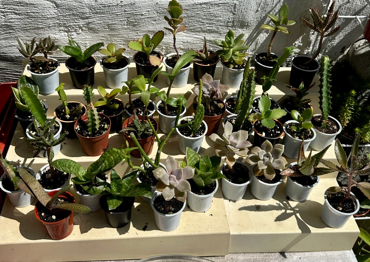 🌿Succulent Plants! Make your own arrangements. $3 each