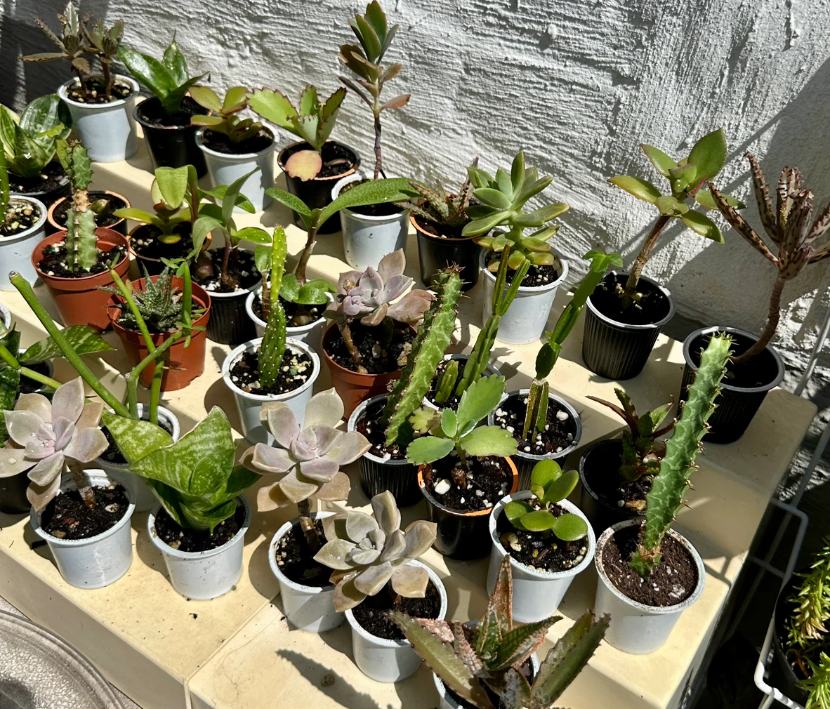 🌿Succulent Plants! Make your own arrangements. $3 each - photo 2