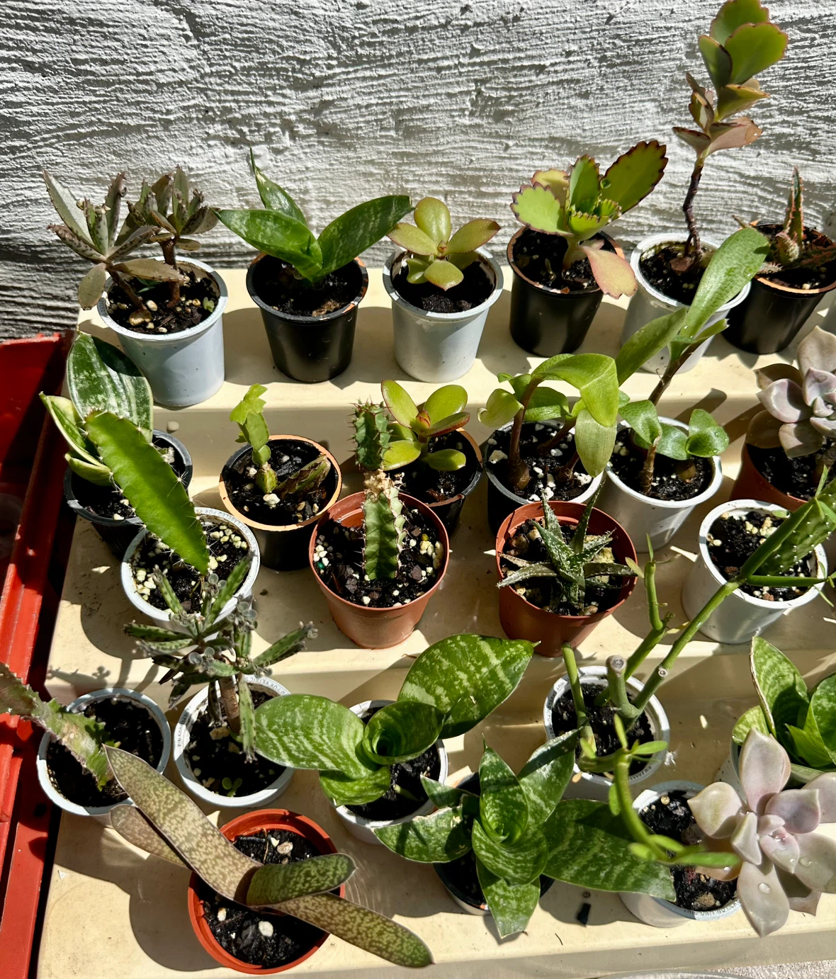 🌿Succulent Plants! Make your own arrangements. $3 each - photo 3