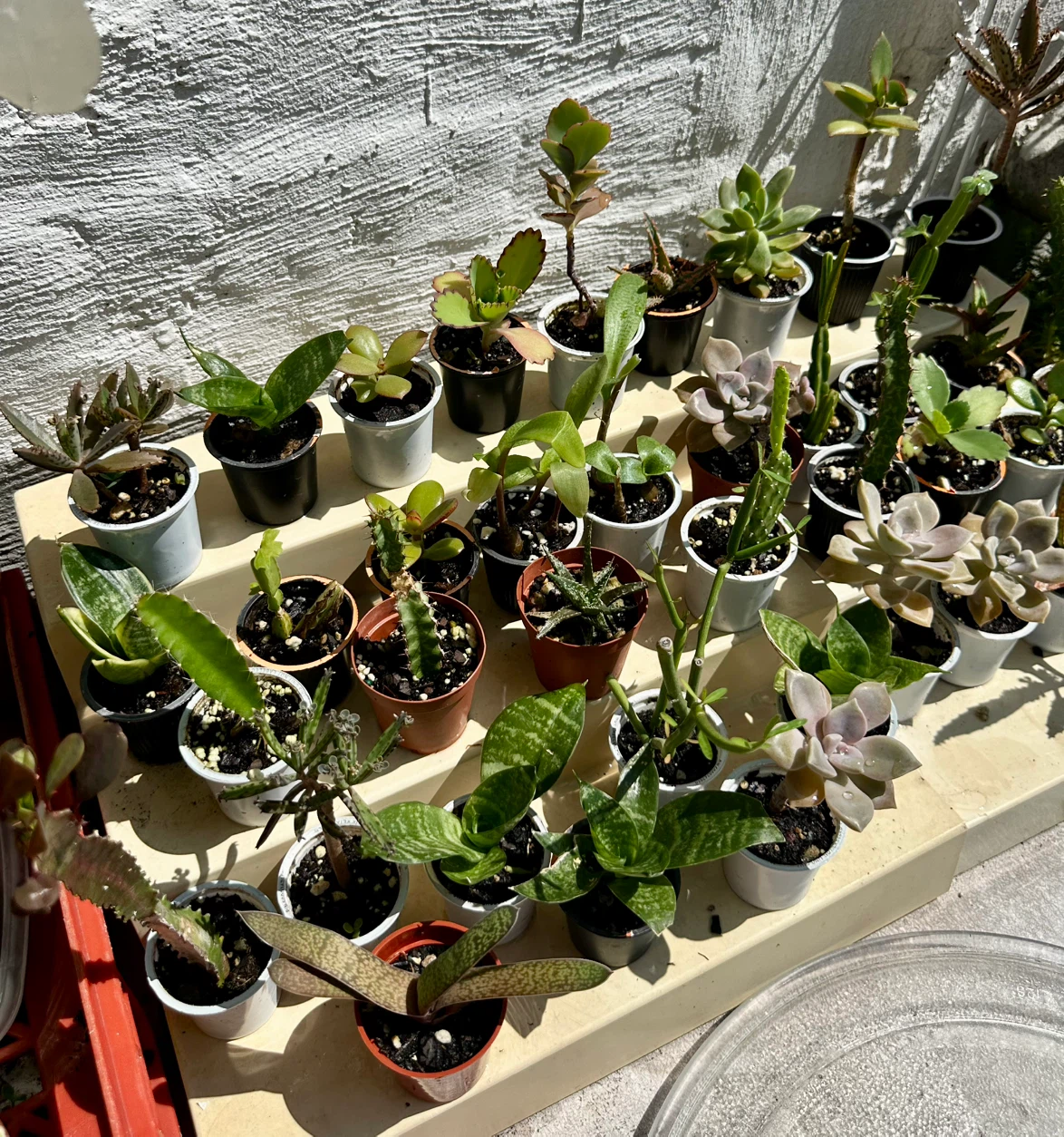 🌿Succulent Plants! Make your own arrangements. $3 each - photo 4