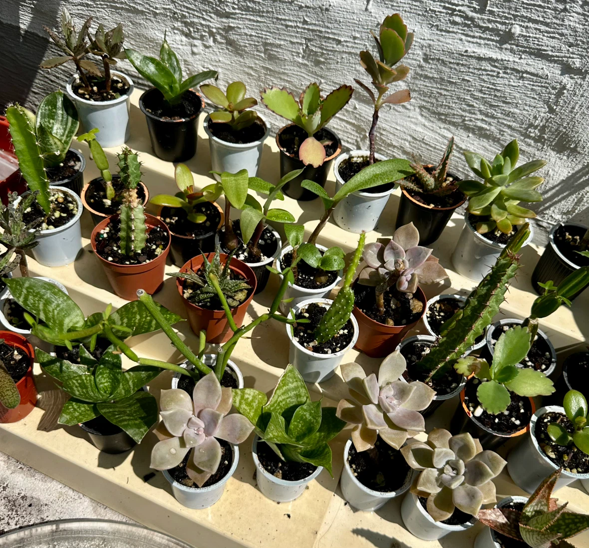 🌿Succulent Plants! Make your own arrangements. $3 each - photo 5