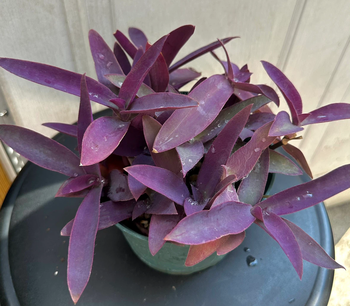💜 Purple Heart Plant (Tradescantia) –5" Pot